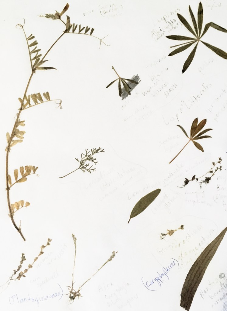 Decorative image showing several pressed and dried plants glued to a page of a student's field notebook, each with handwritten species names underneath.
