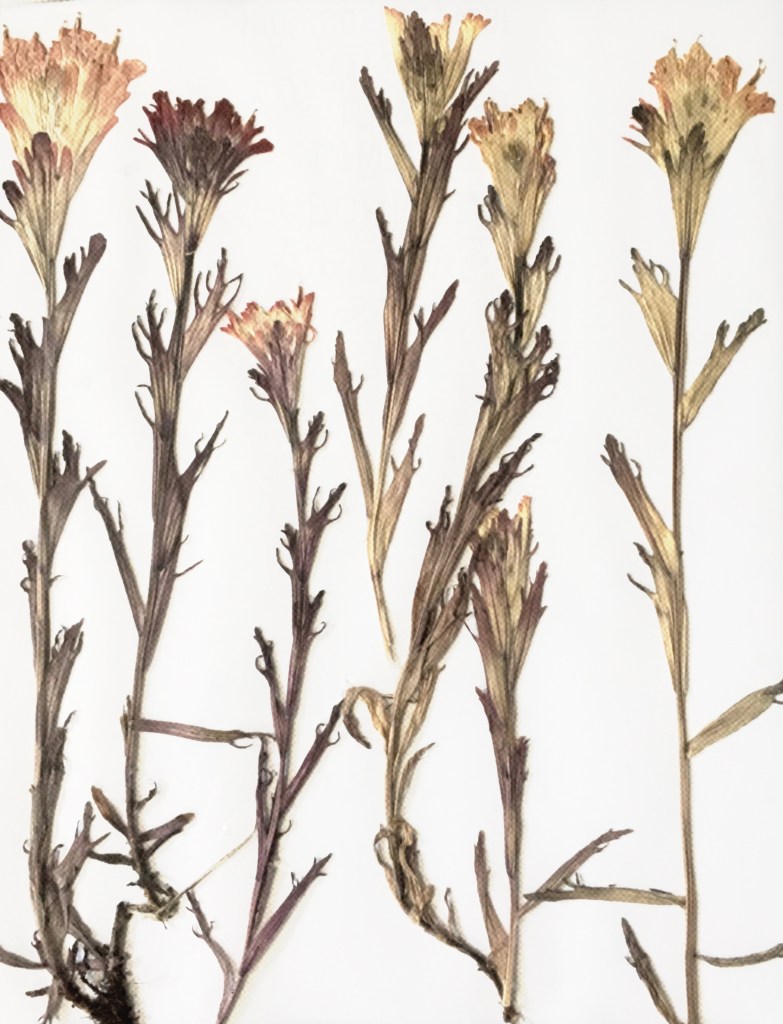 Decorative image featuring pressed and dried plants in the Castilleja genus. Specifically, putative hybrids of Castilleja hispida and Castilleja levisecta.