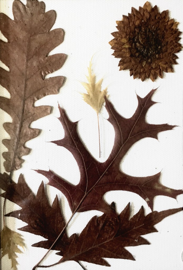 Decorative image featuring pressed and dried oak, beech, and birch leaves, as well as a pressed and dried dahlia flower.