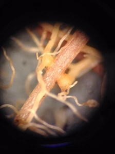 Magnified image of hemiparasite root haustoria attached to host plant roots