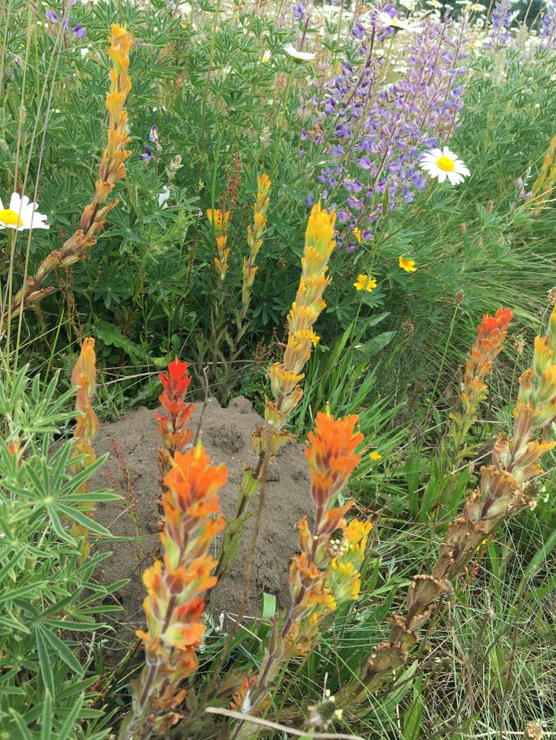 The loose dirt of a rodent tunnel is seen mounded among various grasses and wildflowers.