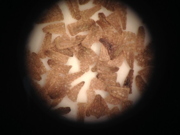 Magnified image of beautiful pyramid shaped paintbrush seeds with a fascinating crystal lattice like surface.