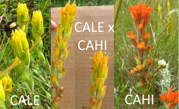Three images placed in a row for the purpose of comparison, with golden paintbrush on the far left, harsh paintbrush on the far right, and a putative hybrid plant with intermediate traits in the center.