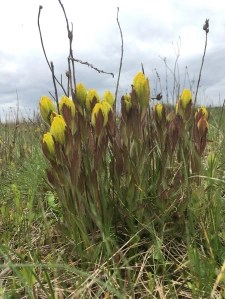 A clump of yellow blooms and stems on a golden paintbrush plant at Glacial Heritage Preserve