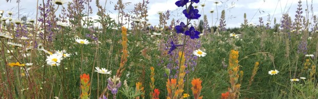 Many colorful wildflowers grow among grasses at Rocky Prairie Natural Area Preserve in Washington state