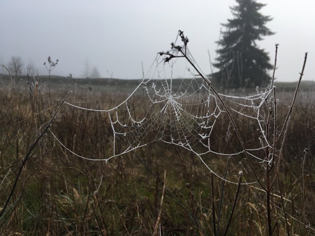 A beautiful frost covered spider web hangs between dead flower stems from the previous year's growing season.