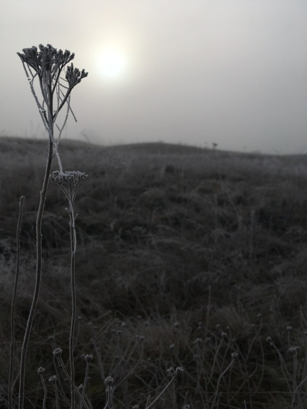 A frost covered dead flower head from the previous year's growing season with brown frosty grassland in the background.
