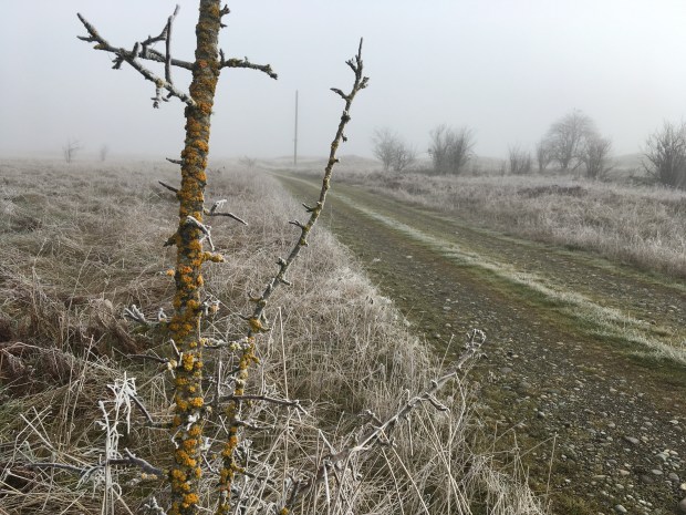 Yellow crustose lichen speckles the branches of a small deciduous tree that has not yet sprouted spring leaves. The grass and dirt road in the background look brown and covered in frost.