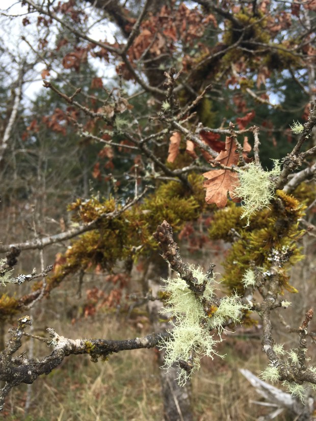 Pale green lichen and moss covers the winter twigs of on oak tree in fur and velvet like patches. A few dead brown oak leaves still cling to the branches.