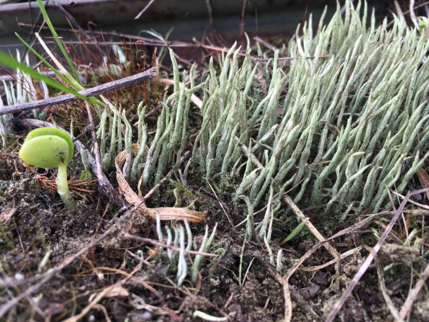 Pale green lichen fruiting bodies grow like strange stalactites or thick shag carpet from a crusted mat of moss and prairie dirt. A bright green lupine seedling with its bean-like cotyledons emerges from the crusted mat among the lichen fruiting bodies.