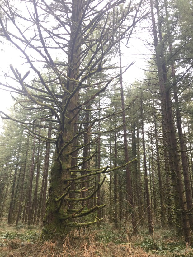 In the foreground, thick moss clings to the branches of some old and mostly dead Douglas fir trees. Behind these dying trees is a dense group of healthy Douglas fir trees.