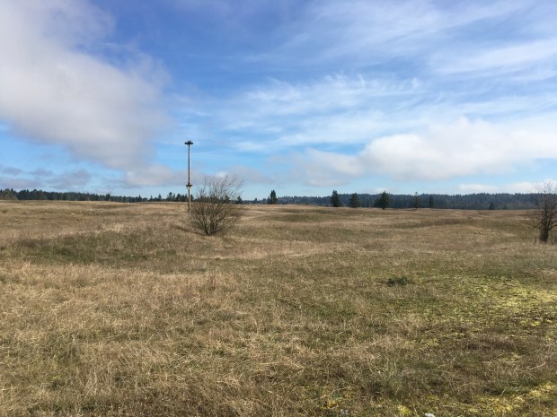 A wooden platform with an osprey nest sits atop a very tall wooden pole in the middle of a Mima mounded grassland. In the distance one can see thick Douglas fir forest.