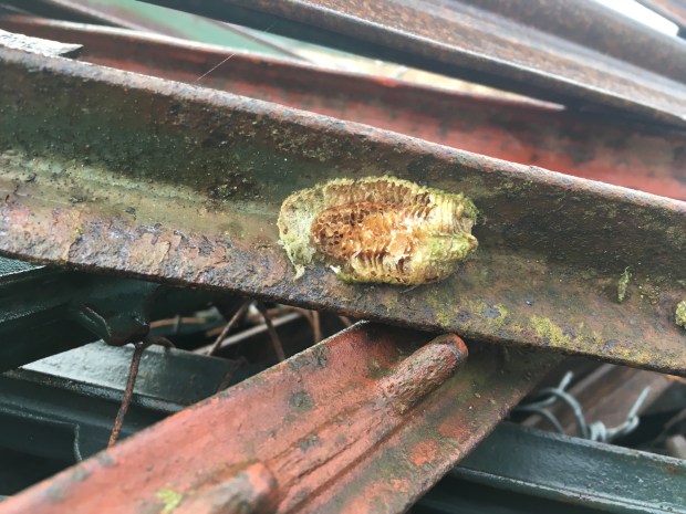 We see the empty interior cells of a broken preying mantis ootheca that remains attached to the concave surface of a rust-speckled iron t-post.