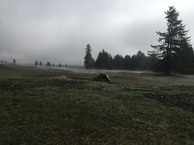 The mist of melting and evaporating frost rises from the mounded surface of the prairie at the edge where grassland meets Douglas fir forest. The sky is grey from the receding morning fog.